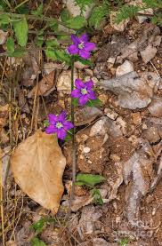 Image result for Legousia speculum-veneris