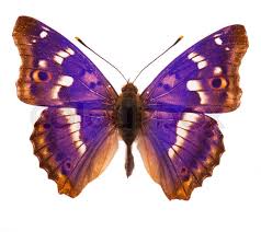 Attēlu rezultāti vaicājumam “Apatura iris female”