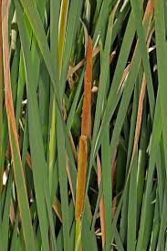 Attēlu rezultāti vaicājumam “Typhaceae”