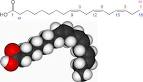 omega-3.html Alpha-