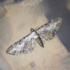 Attēlu rezultāti vaicājumam “Eupithecia icterata female”