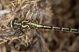 Attēlu rezultāti vaicājumam “Gomphidae”