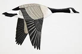 Attēlu rezultāti vaicājumam “Branta canadensis adult”