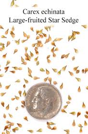 Attēlu rezultāti vaicājumam “Carex echinata”