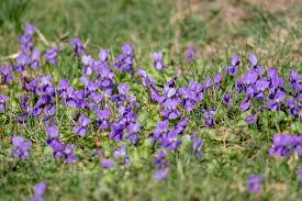 Image result for Veilchen