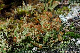 Attēlu rezultāti vaicājumam “Cladonia ramulosa”