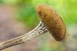 Attēlu rezultāti vaicājumam “Telekia speciosa bud”