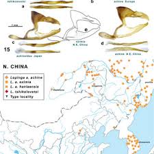 Attēlu rezultāti vaicājumam “Lopinga achine underside”