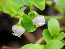 Attēlu rezultāti vaicājumam “Vaccinium myrtillus flower”