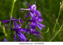 Image result for Consolida ajacis oder Consolida regalis