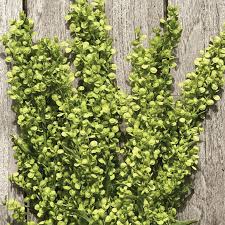 Image result for Atriplex hortensis
