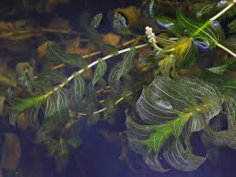 Attēlu rezultāti vaicājumam “Potamogeton perfoliatus fruit”
