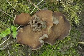 Attēlu rezultāti vaicājumam “Disciotis venosa”