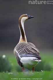 Attēlu rezultāti vaicājumam “Anser anser adult”