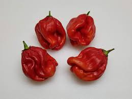 Afbeeldingsresultaat voor red fratali hot pepper