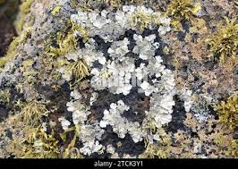 Attēlu rezultāti vaicājumam “Parmelina tiliacea”