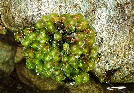 Attēlu rezultāti vaicājumam “Scapania undulata”