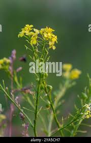 Attēlu rezultāti vaicājumam “Bunias orientalis flower”