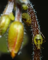 Attēlu rezultāti vaicājumam “Thecabius affinis nymph”