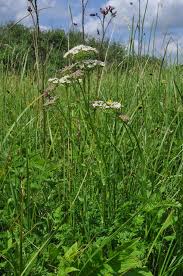 Attēlu rezultāti vaicājumam “Selinum carvifolia”
