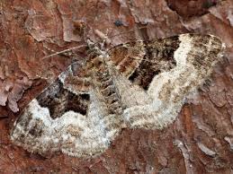 Attēlu rezultāti vaicājumam “Xanthorhoe biriviata”