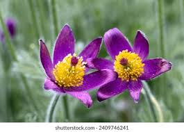 Attēlu rezultāti vaicājumam “Pulsatilla pratensis flower”