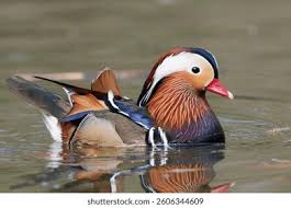 Attēlu rezultāti vaicājumam “Aix galericulata male”