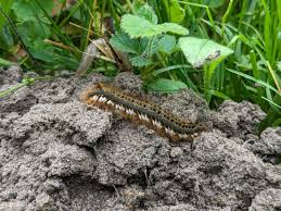 Attēlu rezultāti vaicājumam “Euthrix potatoria larva”