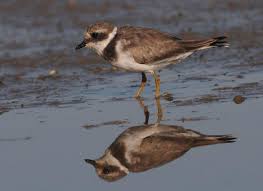 Attēlu rezultāti vaicājumam “Charadrius hiaticula adult”