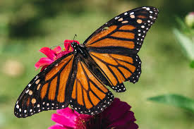 Image result for monarch butterfly