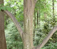 Attēlu rezultāti vaicājumam “Carpinus caroliniana”