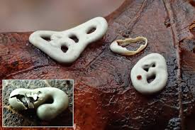 Attēlu rezultāti vaicājumam “Didymiaceae”