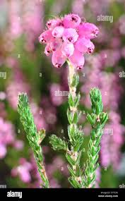 Attēlu rezultāti vaicājumam “Erica tetralix flower”