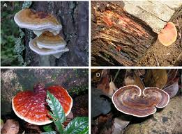 Attēlu rezultāti vaicājumam “Fomitopsis pinicola”