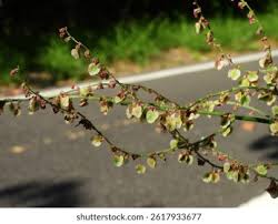 Attēlu rezultāti vaicājumam “Rumex acetosa fruit”