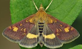 Attēlu rezultāti vaicājumam “Pyrausta aurata”