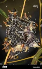 Attēlu rezultāti vaicājumam “Euura brevicornis larva”