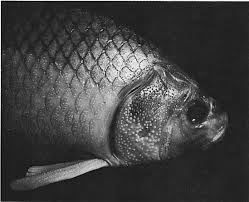 Image result for Carpiodes velifer