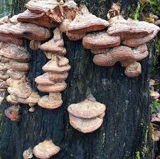 Attēlu rezultāti vaicājumam “Daedalea quercina”