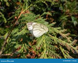 Attēlu rezultāti vaicājumam “Pieris napi underside”