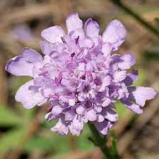 Image result for Scabiosa canescens