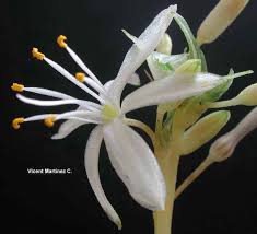 Attēlu rezultāti vaicājumam “Liliaceae”