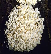 Attēlu rezultāti vaicājumam “Hericium coralloides”