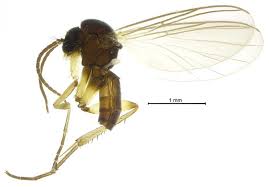 Attēlu rezultāti vaicājumam “Mycetophilidae”