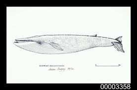 Image result for Balaenoptera musculus