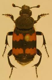 Attēlu rezultāti vaicājumam “Nicrophorus vespillo”