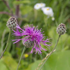 Attēlu rezultāti vaicājumam “Centaurea scabiosa flower”