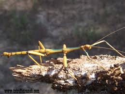 Attēlu rezultāti vaicājumam “Diderma simplex macro”