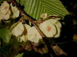 Attēlu rezultāti vaicājumam “Ulmus glabra fruit”