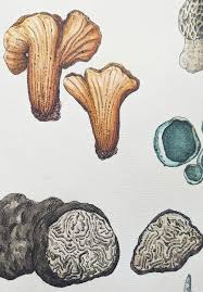 Attēlu rezultāti vaicājumam “Ascomycota”